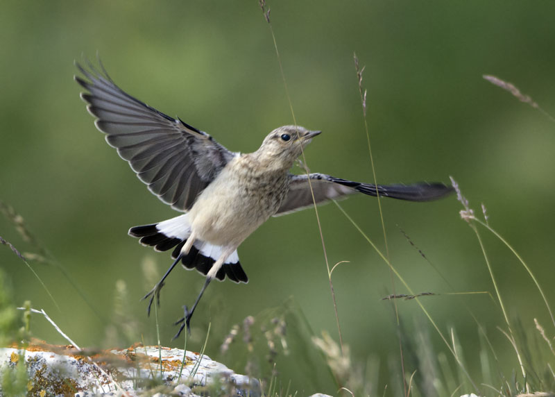 Giovani culbianchi (Oenanthe oenanthe)